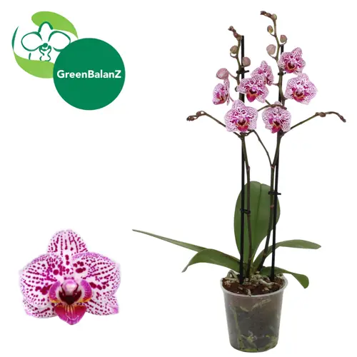 Phal.2-R weiss/rosa Novelty T12 H055