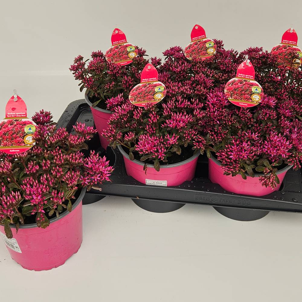 Sedum lila Spot On Deep T17 H032