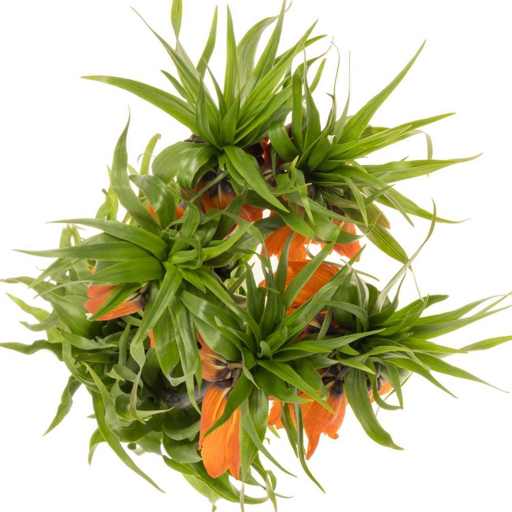 Fritilaria orange Sunrise 65cm