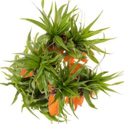 Fritilaria orange Sunrise 65cm