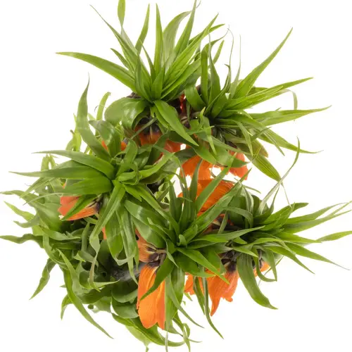 Fritilaria orange Sunrise 65cm