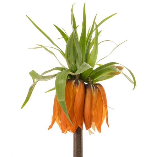 Fritilaria orange Sunrise 65cm