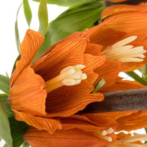 Fritilaria orange Sunrise 65cm