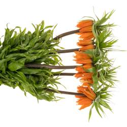 Fritilaria orange Sunrise 65cm