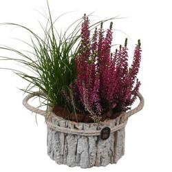 Garten.Arr PTHO7659 Herbst T17 H033