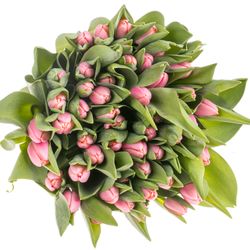 Tulpe rosa Tresor 36 Gramm