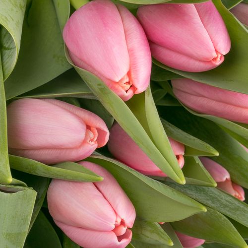Tulpe rosa Tresor 36 Gramm