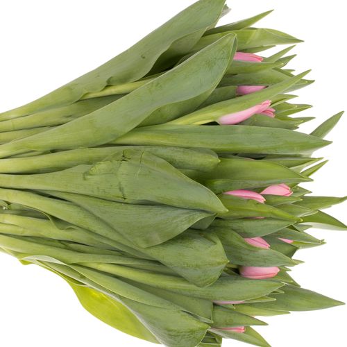 Tulpe rosa Tresor 36 Gramm