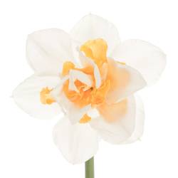 Narzisse creme/orange Sweet Paradis 45cm