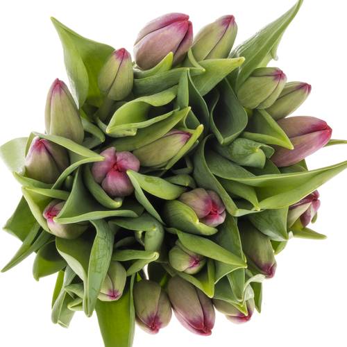 Tulpe lila Puma Triflor 48 Gramm