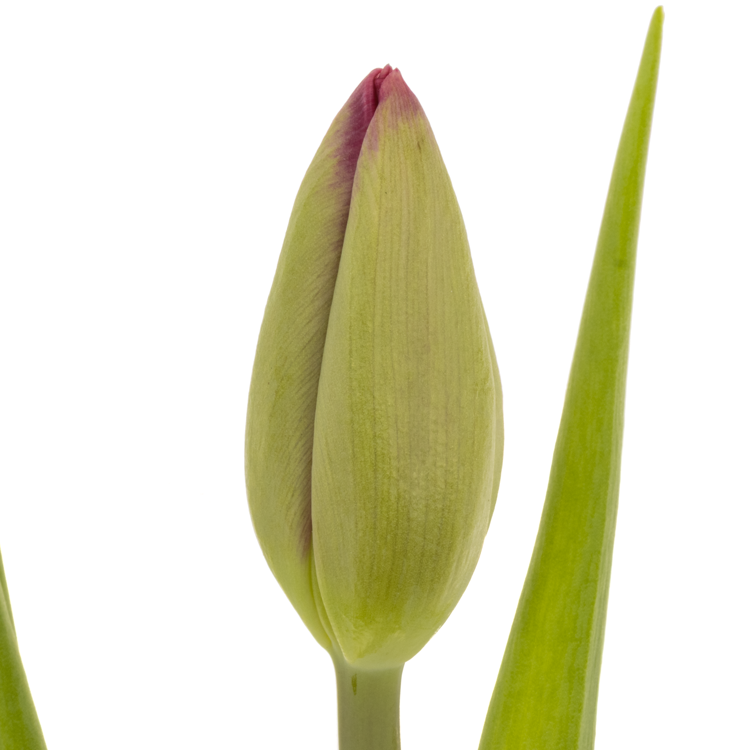 Tulpe lila Puma Triflor 48 Gramm