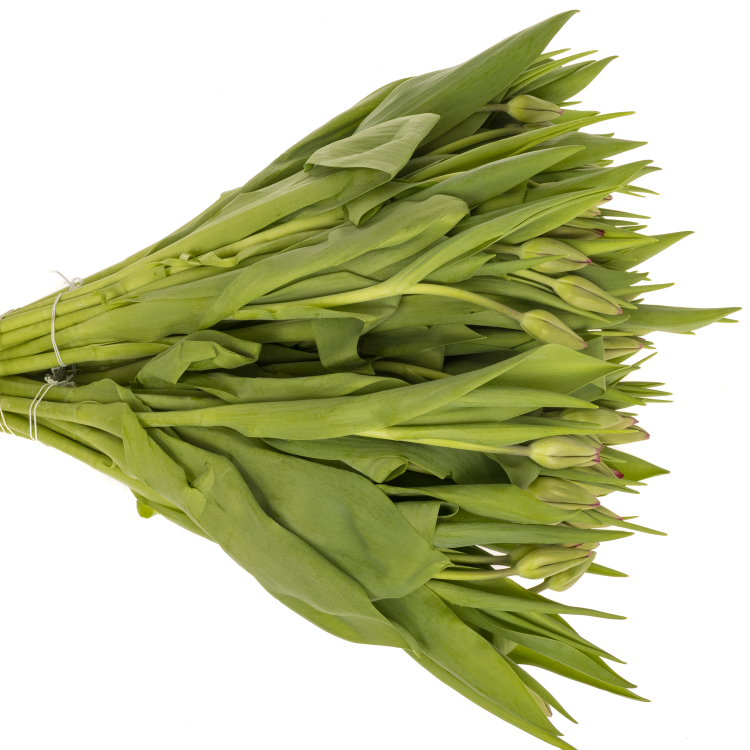 Tulpe lila Puma Triflor 48 Gramm