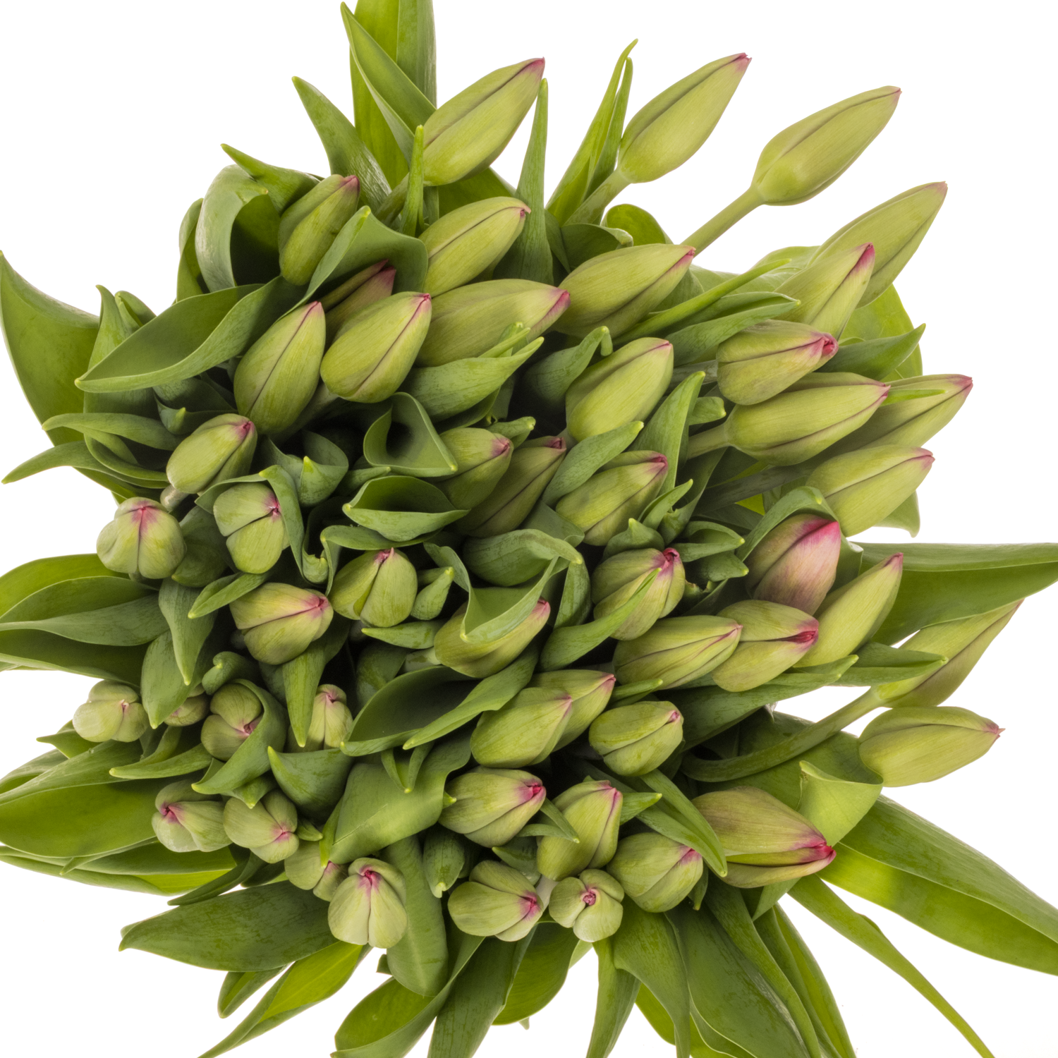 Tulpe lila Puma Triflor 48 Gramm