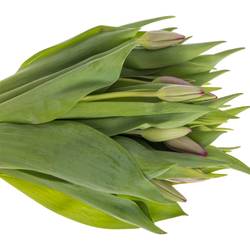 Tulpe lila Puma Triflor 48 Gramm