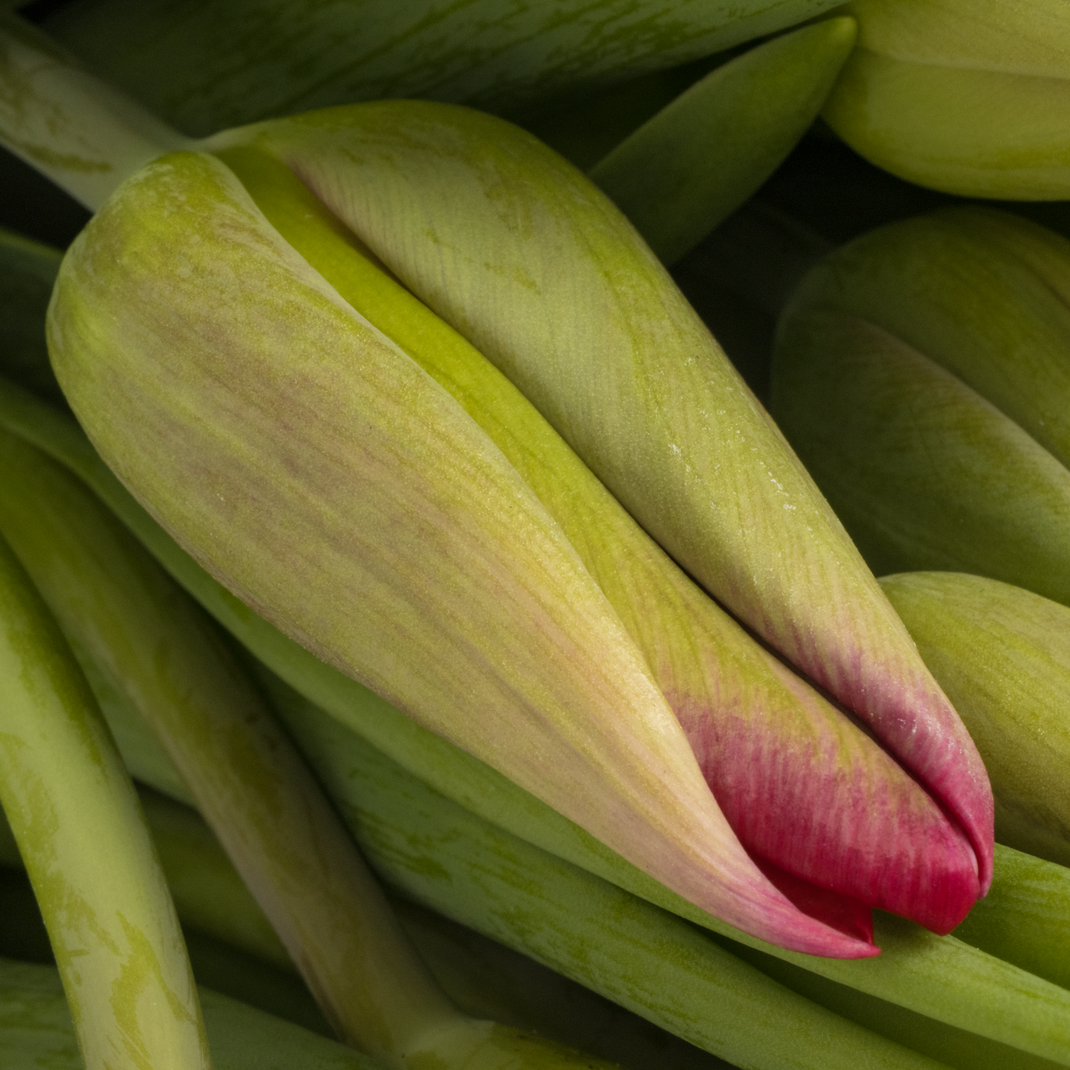 Tulpe lila Puma Triflor 48 Gramm