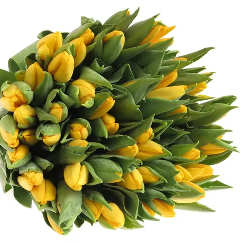Tulpe gelb lions Glory 38 Gramm