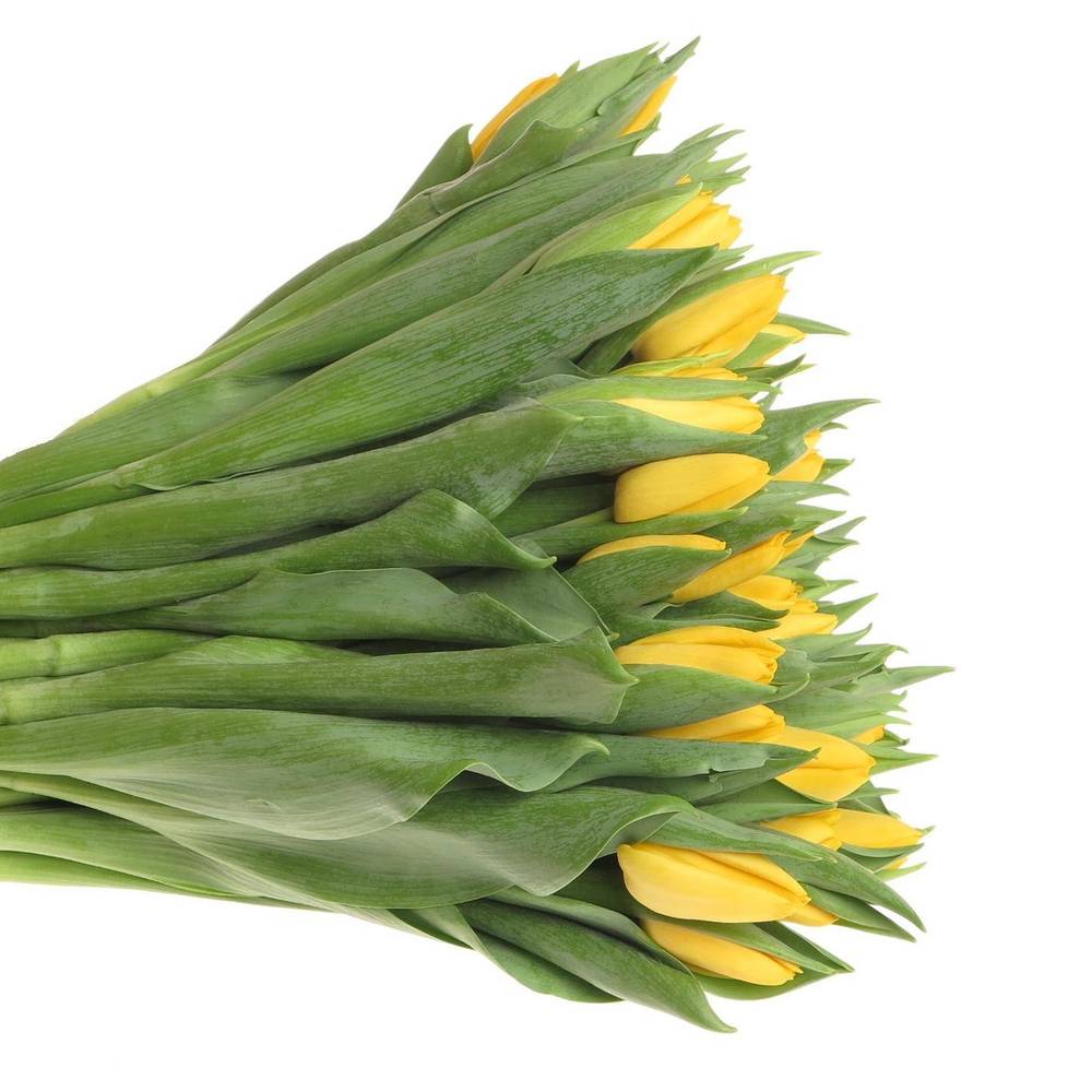 Tulpe gelb lions Glory 38 Gramm