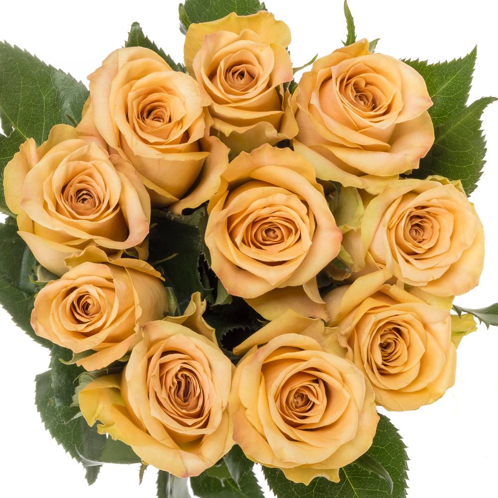 Rose apricot Salty Caramel 60cm