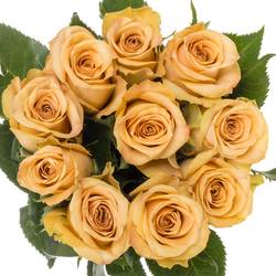 Rose apricot Salty Caramel 60cm