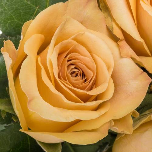 Rose apricot Salty Caramel 60cm