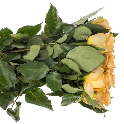 Rose apricot Salty Caramel 60cm