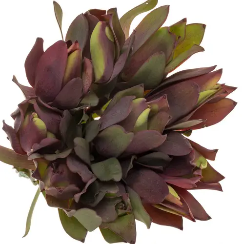 Leucadendron rot Senorita 50cm