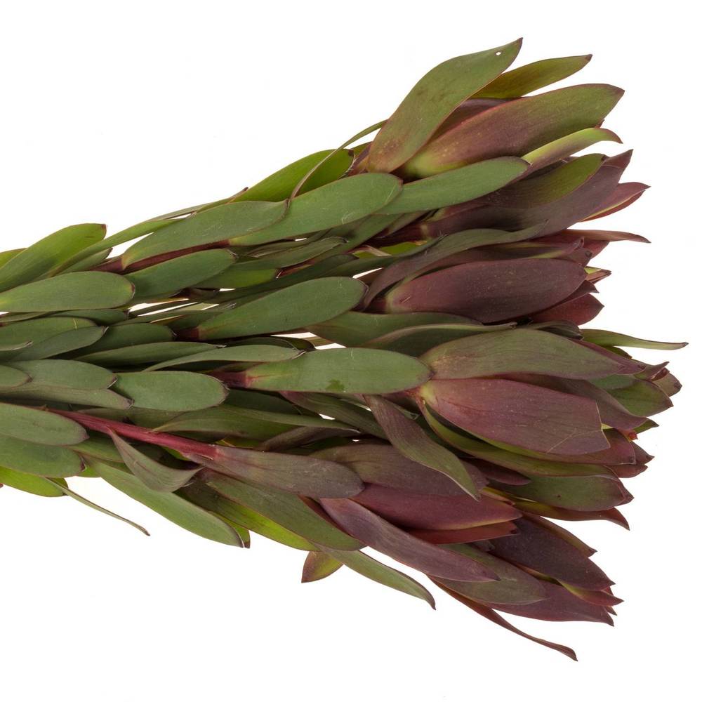 Leucadendron rot Senorita 50cm