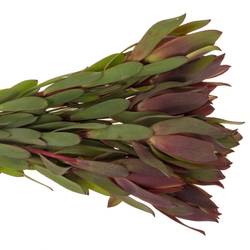 Leucadendron rot Senorita 50cm