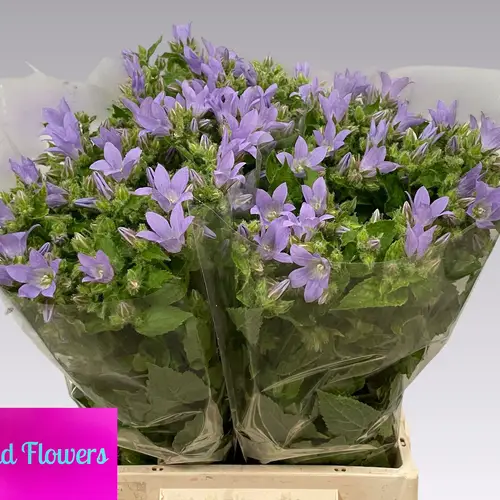 Campanula milka Prichards Variety 45cm