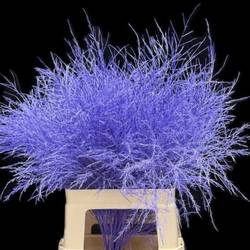 Treefarn milka gefärbt 65cm Bündel