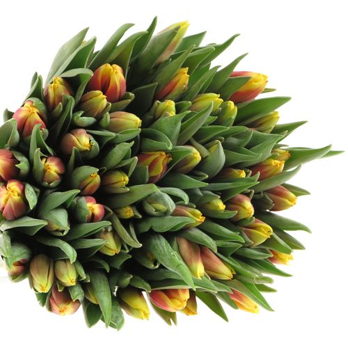 Tulpe gelb/rot Jan Seignet 28 Gramm