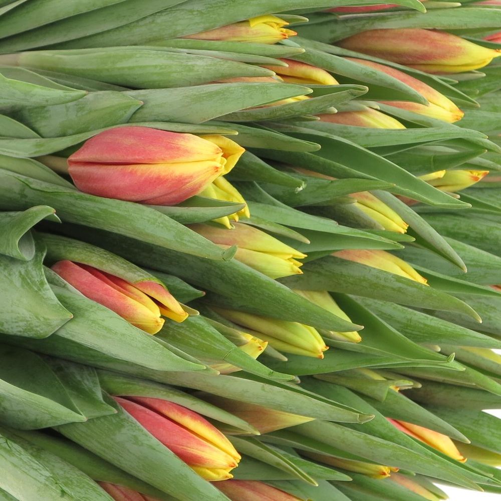Tulpe gelb/rot Jan Seignet 28 Gramm