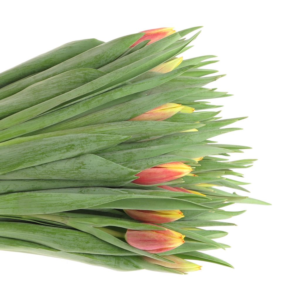 Tulpe gelb/rot Jan Seignet 28 Gramm