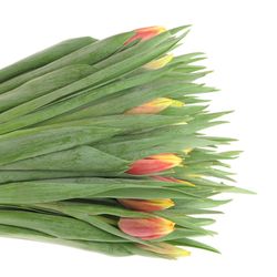 Tulpe gelb/rot Jan Seignet 28 Gramm