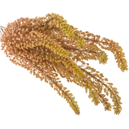 Eremurus rosa 80cm