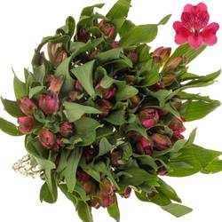 Alstroemerie fuchsia Rome 40 Gramm 60cm