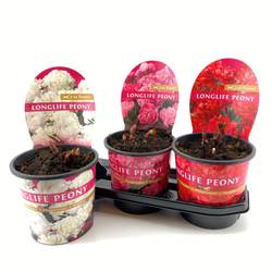 Paeonia mix Longlife T19 H015