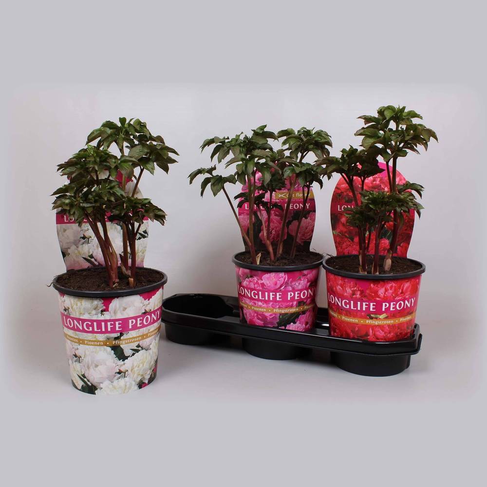 Paeonia mix Longlife T19 H015