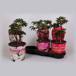 Paeonia mix Longlife T19 H015