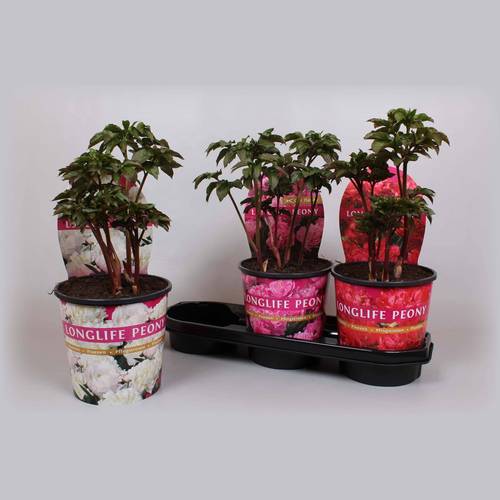 Paeonia mix Longlife T19 H015