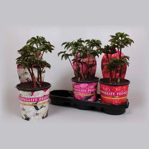 Paeonia mix Longlife T19 H015