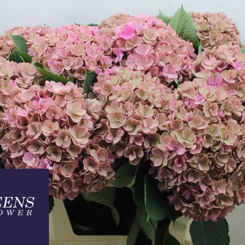 Hortensie rosa/lachs Roy Kiss Classic 19/22cm Bol 17cm 80cm