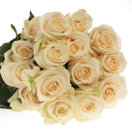 Rose creme Vendela 40cm