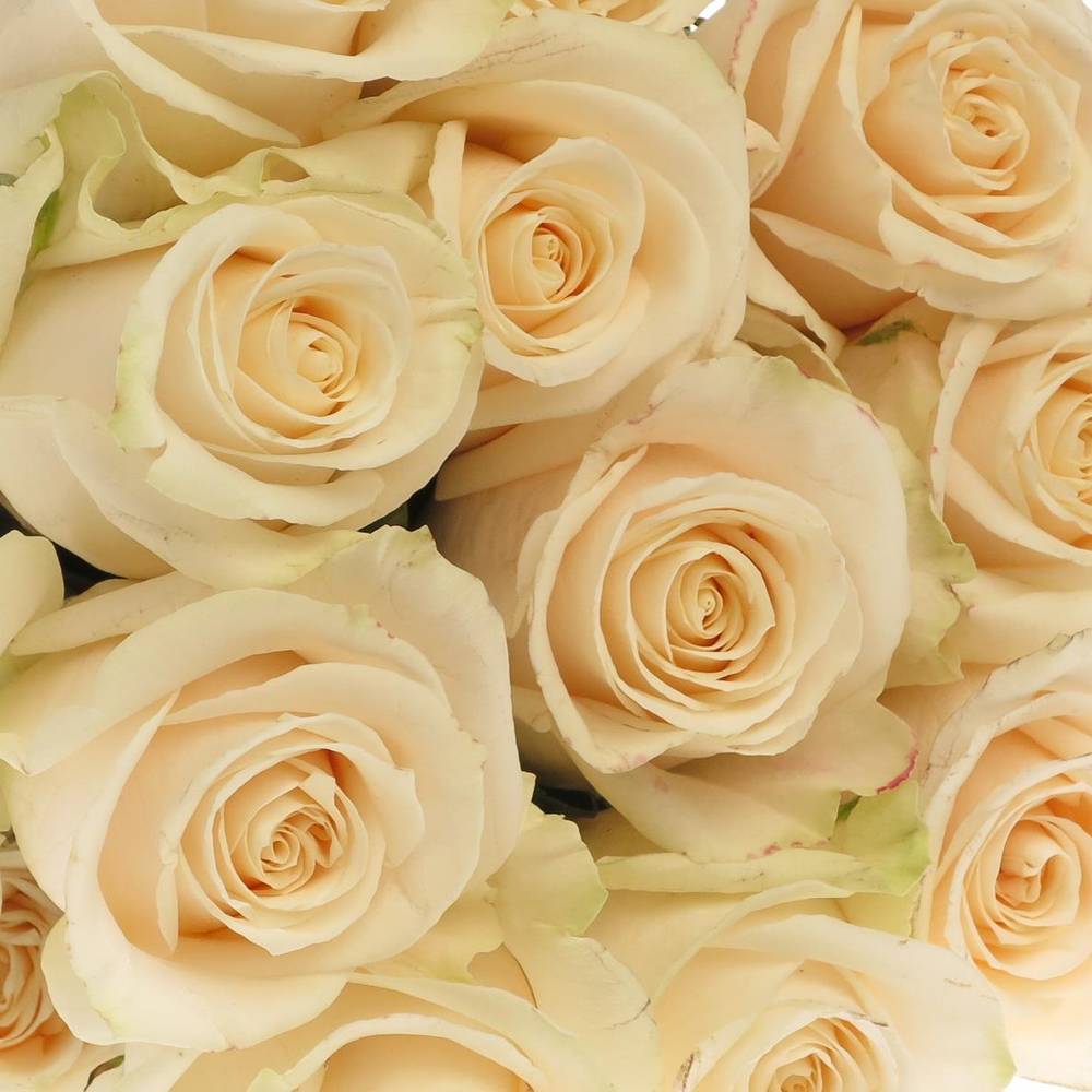 Rose creme Vendela 40cm