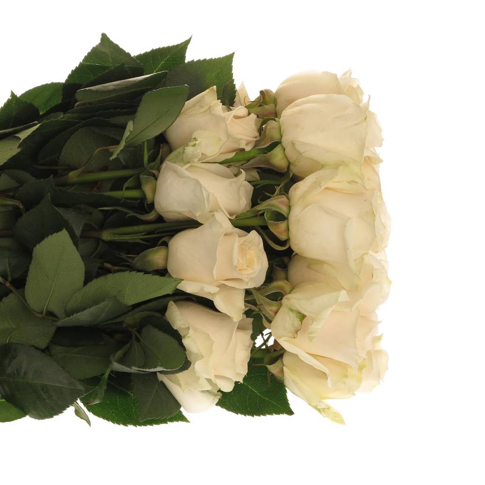 Rose creme Vendela 40cm