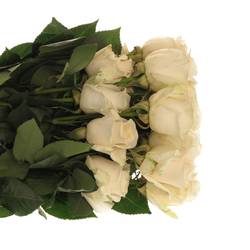 Rose creme Vendela 40cm