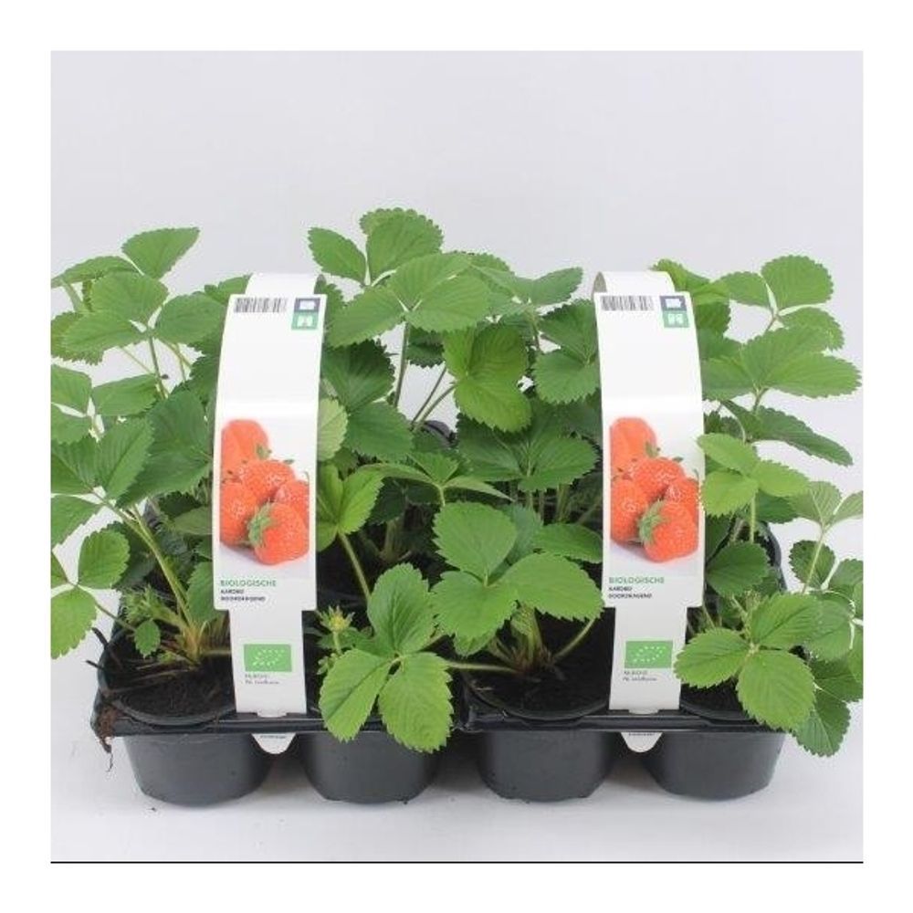 Bio Erdbeere Remontierend T09 H15