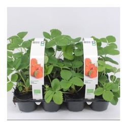 Bio Erdbeere Remontierend T09 H15