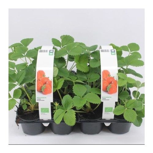 Bio Erdbeere Remontierend T09 H15