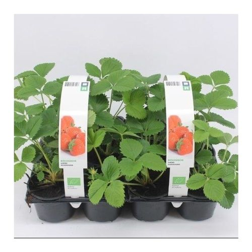 Bio Erdbeere Remontierend T9 H15